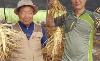 베스트기획전 풍기수삼 900g 연합전