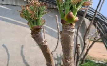 기프트 기획전 두릅나무 깜짝 기획전