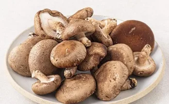 오늘의 힌트 못난이 표고버섯 3kg 인기있는 이유는?