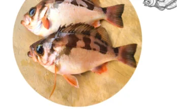 인기상품은 못참는다 성능 제대로인박정수 두툼 순살볼락상세히 알려드립니다.