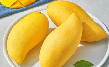바로 준비가능 망고 알짜배기만 골라가세요