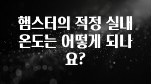꼭 써야하는 햄스터의 적정 실내 온도는 어떻게 되나요? 지금 바로 공개합니다