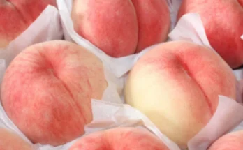 요즘 “다” 여기서 한대 복숭아 클릭해보세요