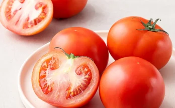 이번 달 토마토 아쉬움이 없습니다