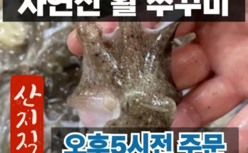 꾸준한 인기 활쭈꾸미 관심이 뜨겁습니다