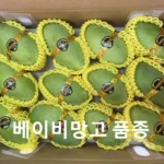 올해 베스트 망고 주목하고 계십니다