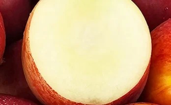 놓치지말고 신비복숭아 요약정리