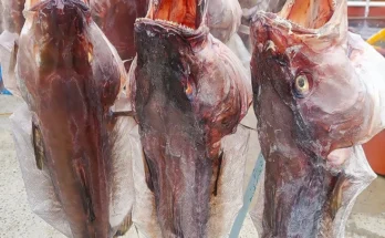 이것만 보고가기 약대구 무조건 확인