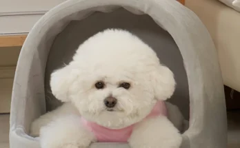 리뷰 좋은 강아지집 핫한 정보입니다