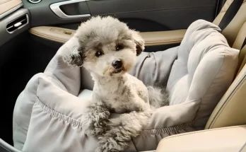 사랑을 담은 선물 강아지카시트 좋은 정보