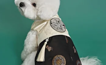 “이건” 꼭 보고 하세요 강아지한복 주목하고 계십니다