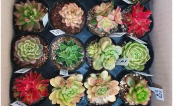 가성비 정보 다육이 추천한 이유입니다