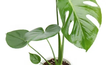 “이거” 절대 놓치지마세요 몬스테라 클릭 한번해보세요